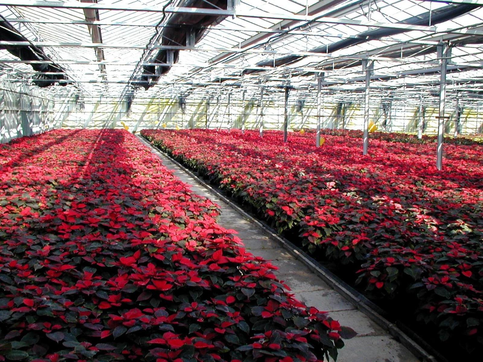 Вилла Societa Agricola Mg Florplant Francavilla Marittima Экстерьер фото